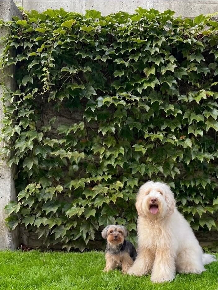 愛犬